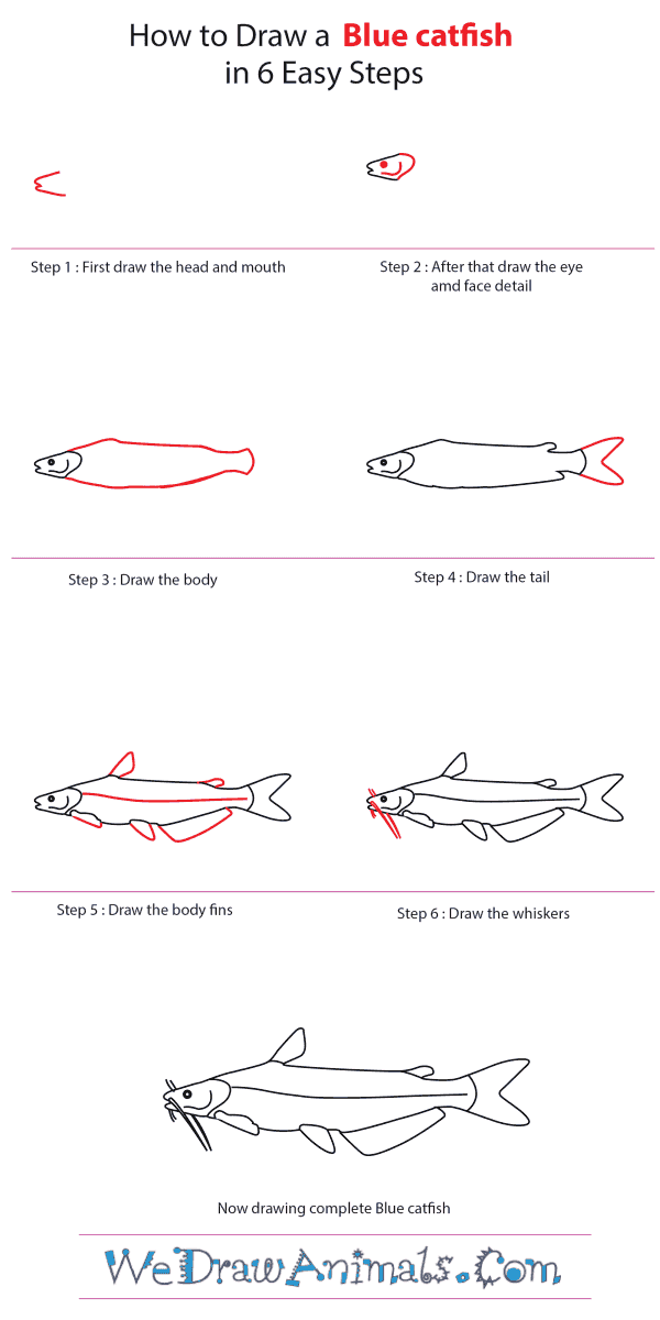 How to Draw a Blue Catfish - Step-by-Step Tutorial