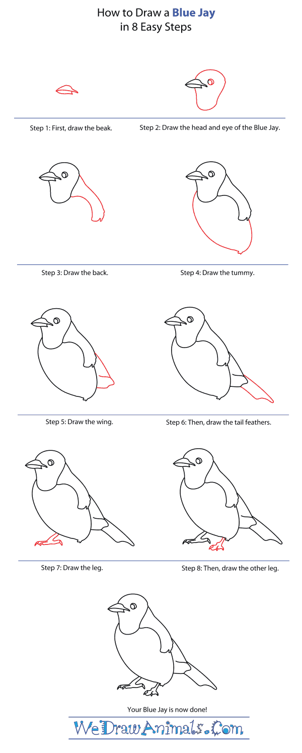 How to Draw a Blue Jay - Step-By-Step Tutorial