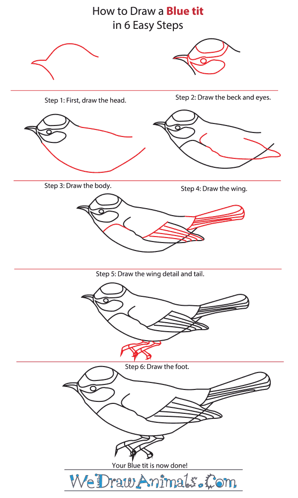 How to Draw a Blue Tit - Step-By-Step Tutorial