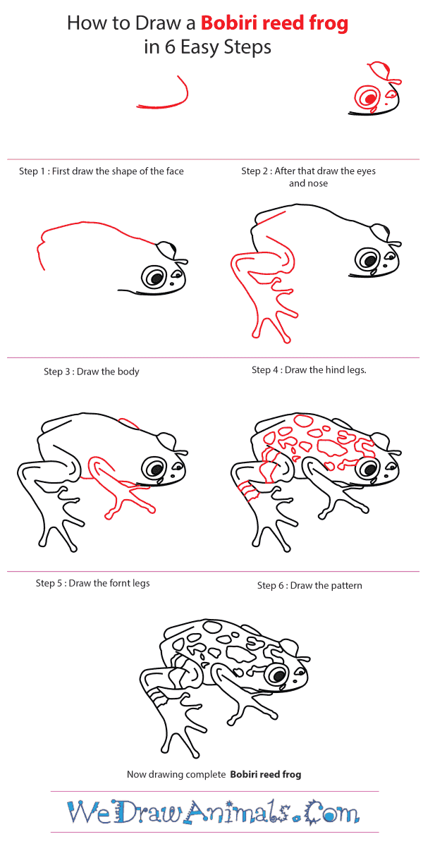 How to Draw a Bobiri Reed Frog - Step-by-Step Tutorial