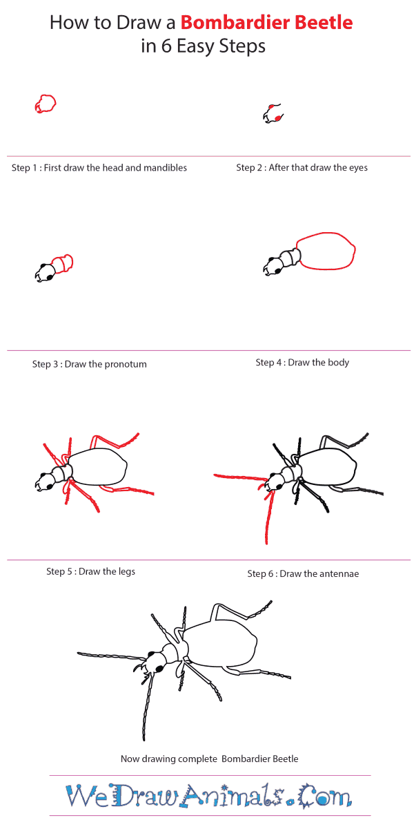 How to Draw a Bombardier Beetle - Step-by-Step Tutorial