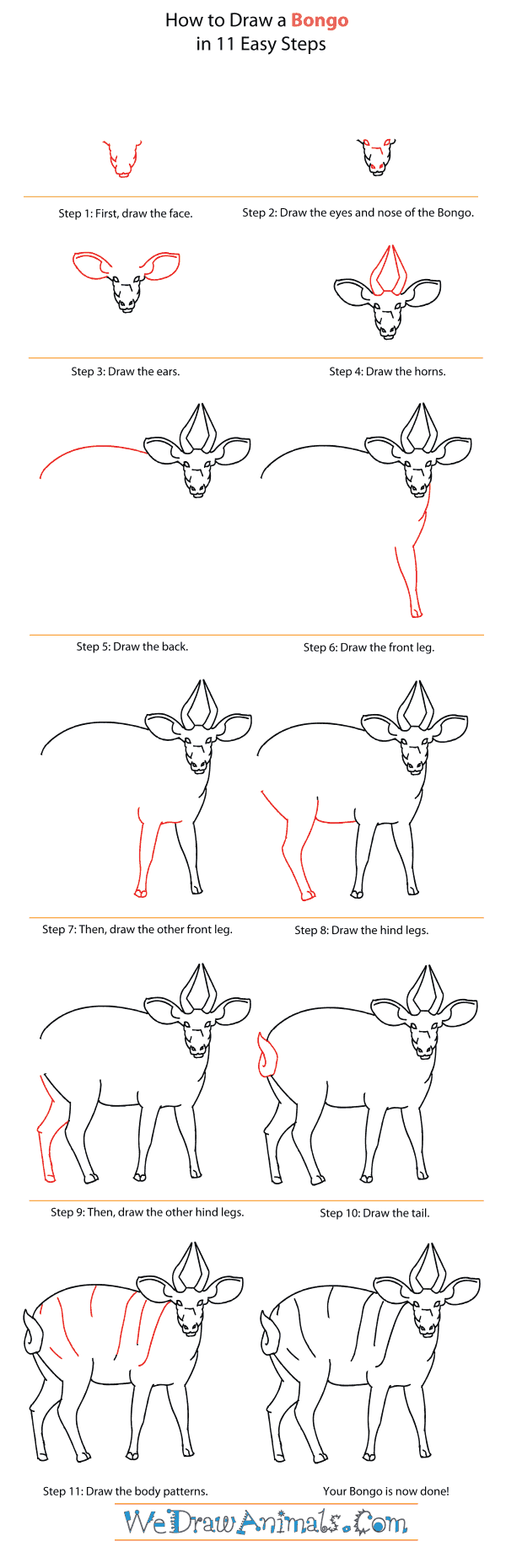 How to Draw a Bongo - Step-By-Step Tutorial