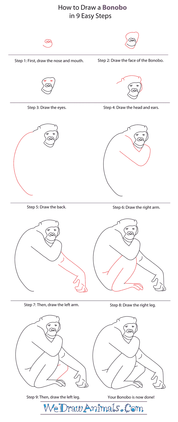 How to Draw a Bonobo - Step-By-Step Tutorial