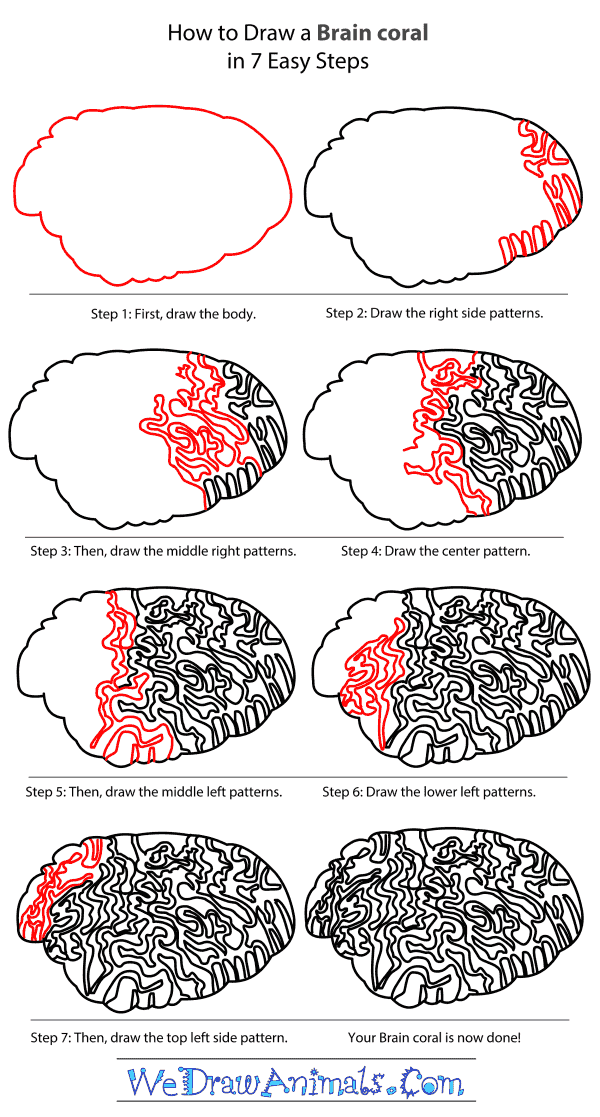 How to Draw a Brain Coral - Step-by-Step Tutorial