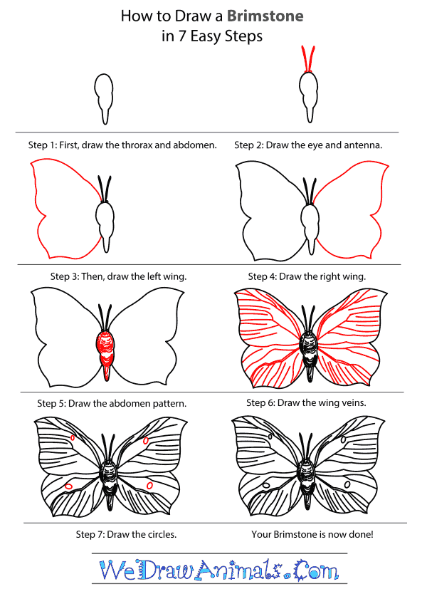 How to Draw a Brimstone - Step-By-Step Tutorial