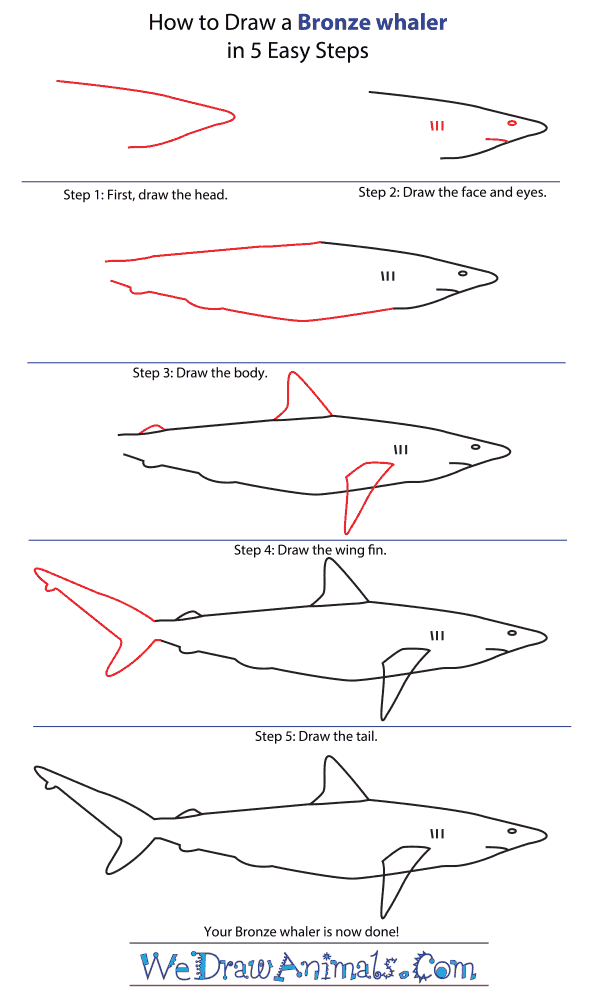 How to Draw a Bronze Whaler - Step-by-Step Tutorial