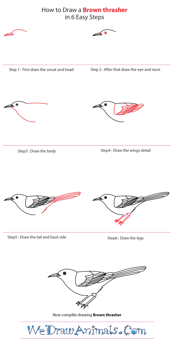 How to Draw a Brown Thrasher - Step-by-Step Tutorial
