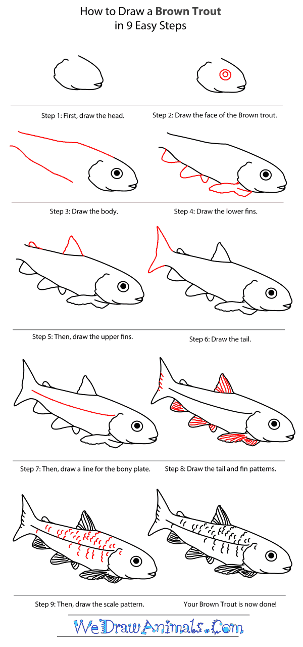 How to Draw a Brown Trout - Step-By-Step Tutorial