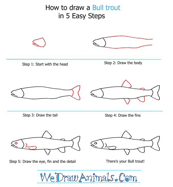 How to Draw a Bull Trout - Step-by-Step Tutorial
