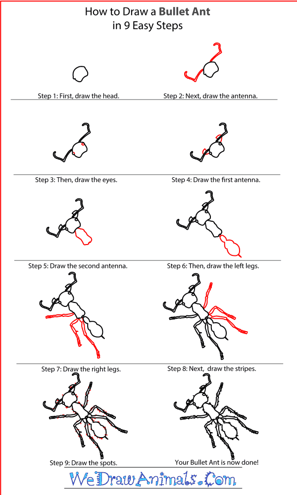 How to Draw a Bullet Ant - Step-By-Step Tutorial