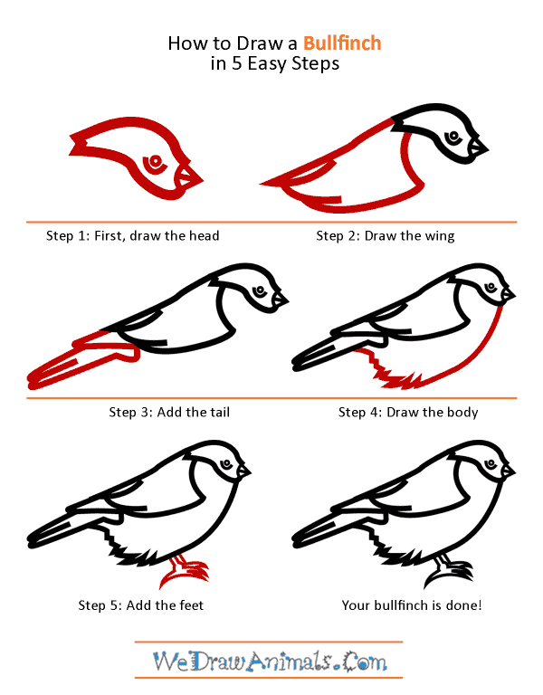 How to Draw a Bullfinch - Step-by-Step Tutorial