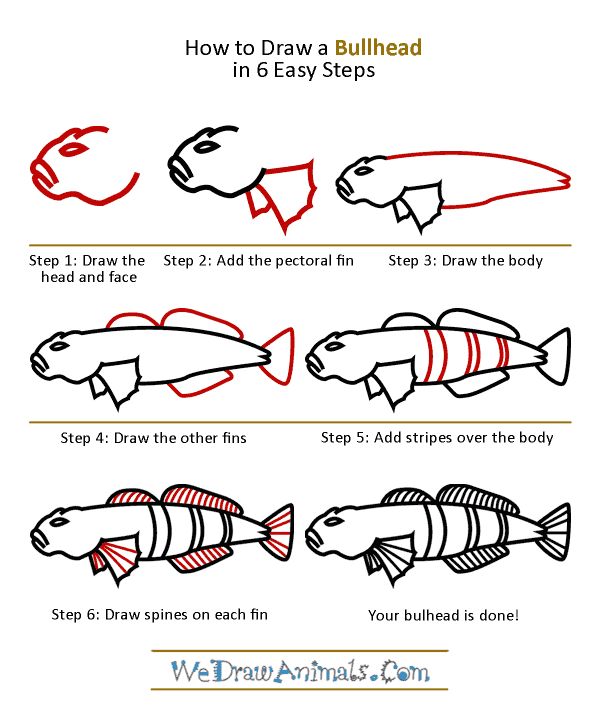 How to Draw a Bullhead - Step-by-Step Tutorial