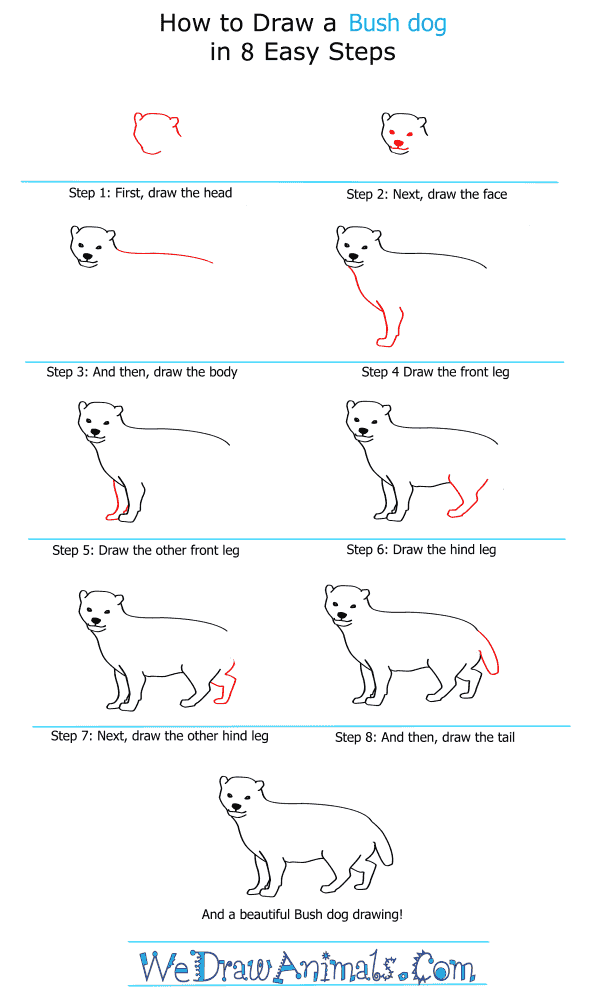 How to Draw a Bush Dog - Step-by-Step Tutorial