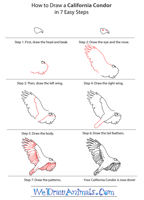 How to Draw a California Condor - Step-By-Step Tutorial