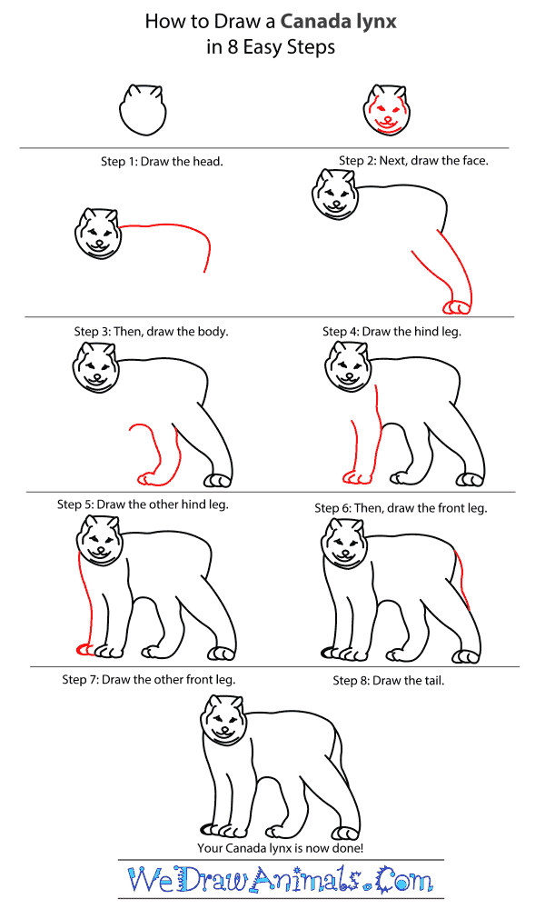 How to Draw a Canada Lynx - Step-by-Step Tutorial