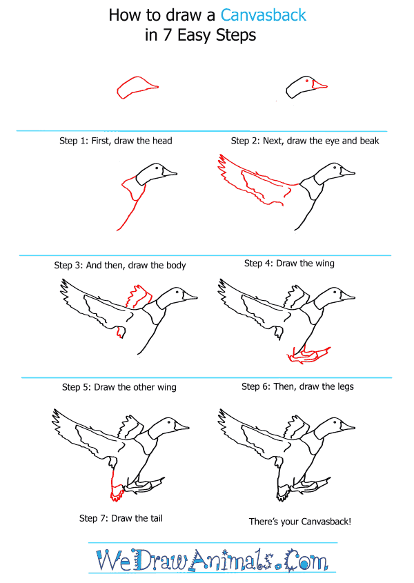 How to Draw a Canvasback - Step-by-Step Tutorial