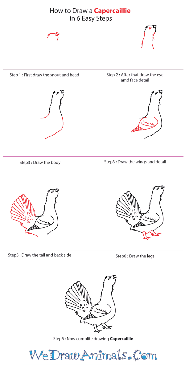 How to Draw a Capercaillie - Step-by-Step Tutorial