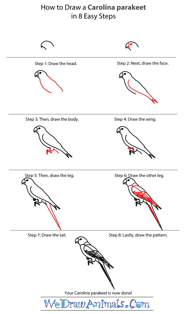 How to Draw a Carolina Parakeet - Step-by-Step Tutorial