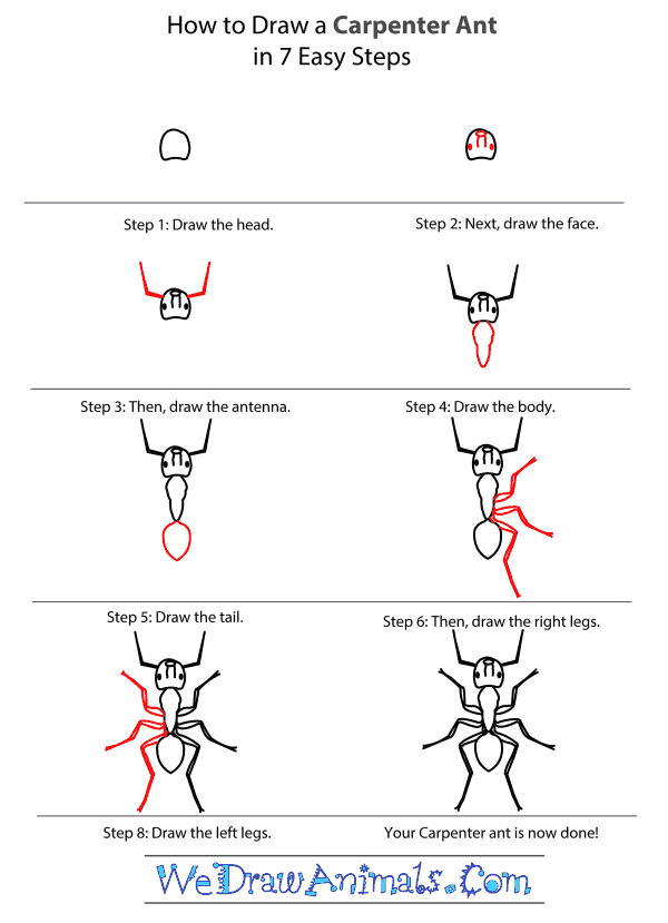 How to Draw a Carpenter Ant - Step-by-Step Tutorial