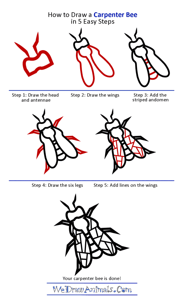 How to Draw a Carpenter Bee - Step-by-Step Tutorial