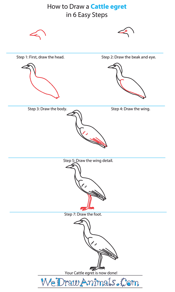 How to Draw a Cattle Egret - Step-by-Step Tutorial