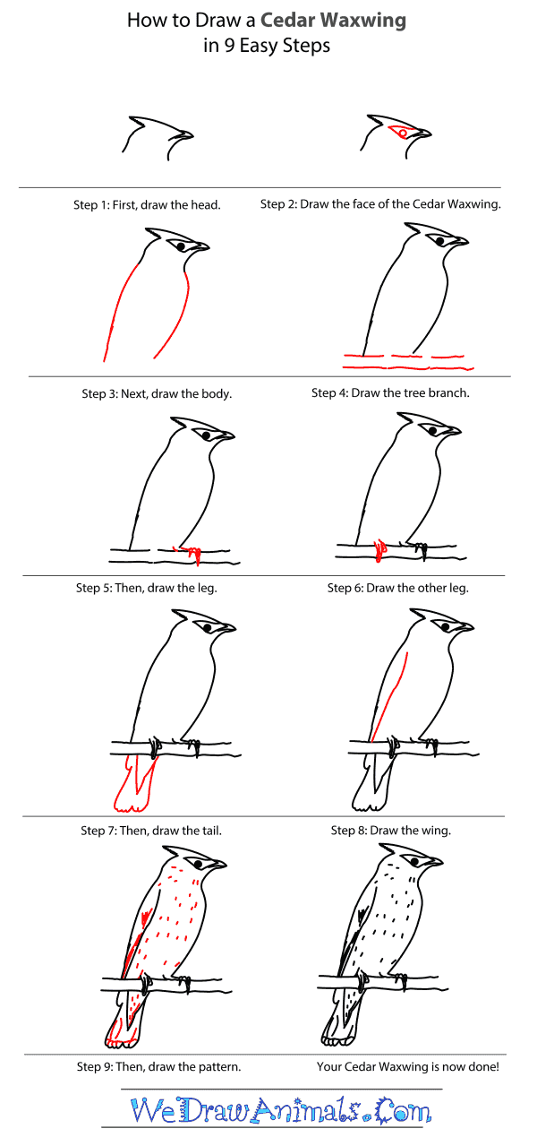 How to Draw a Cedar Waxwing - Step-By-Step Tutorial