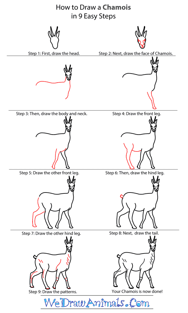 How to Draw a Chamois - Step-By-Step Tutorial