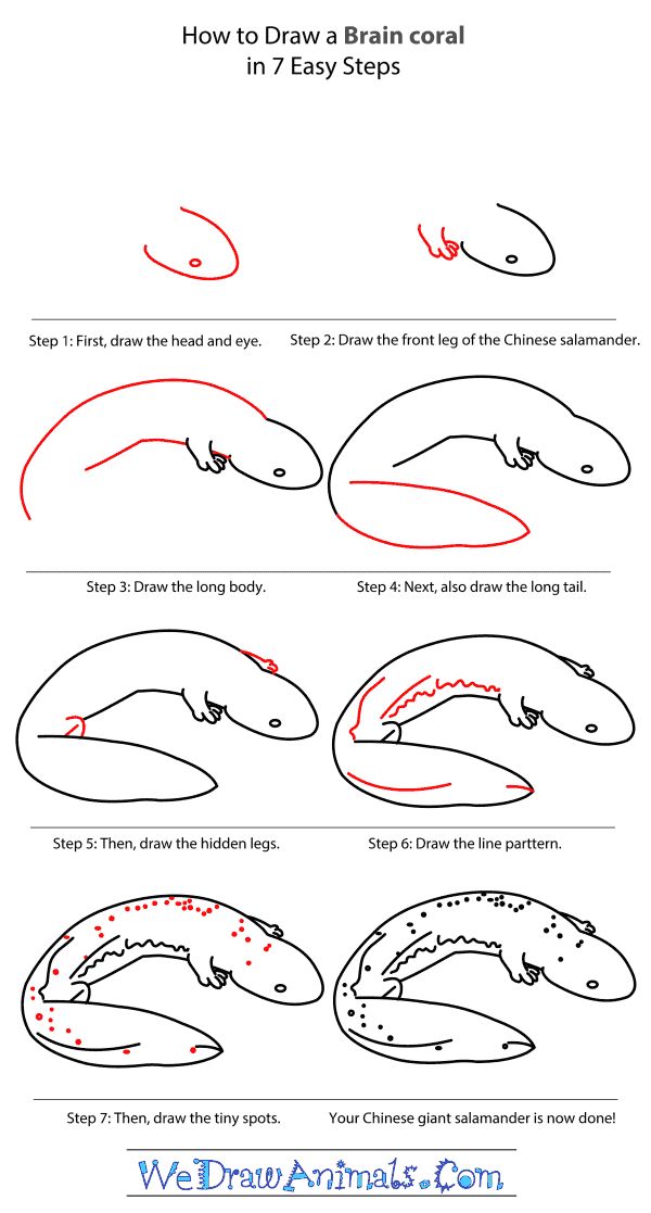 How to Draw a Chinese Giant Salamander - Step-by-Step Tutorial