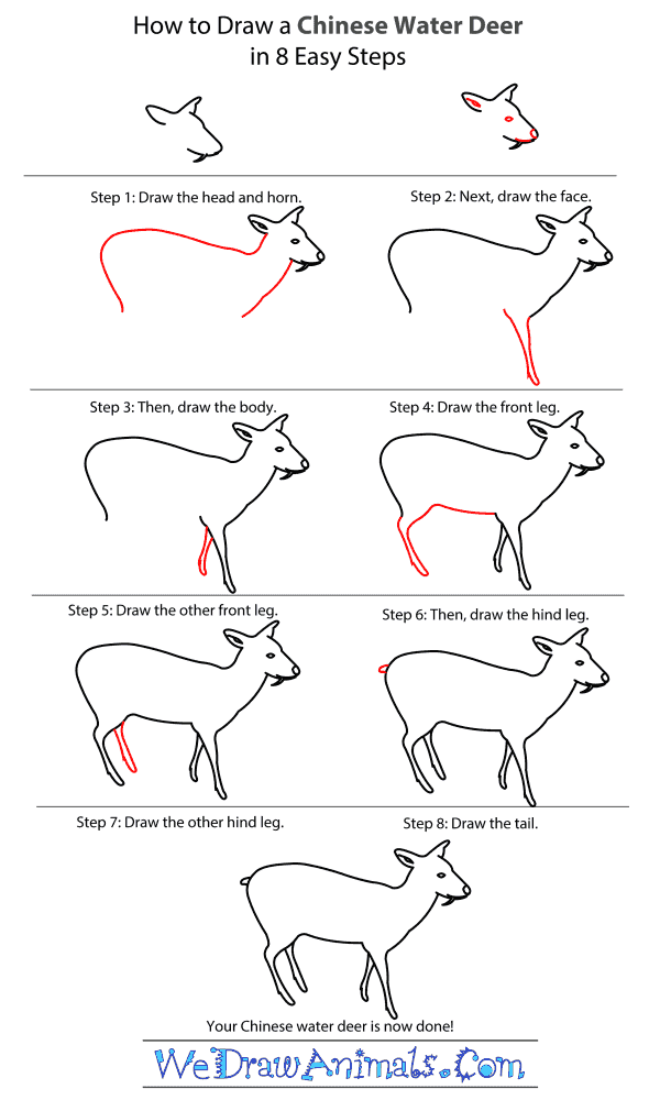 How to Draw a Chinese Water Deer - Step-by-Step Tutorial