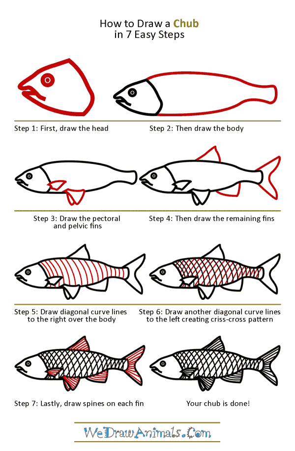 How to Draw a Chub - Step-by-Step Tutorial