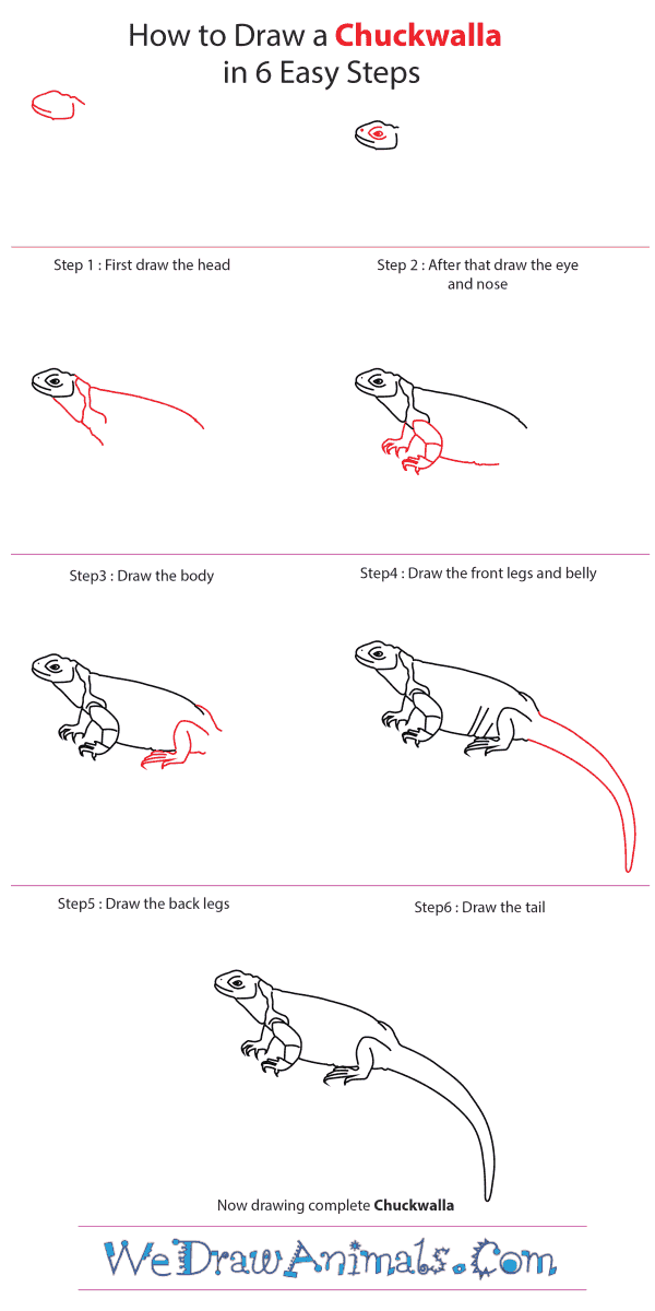 How to Draw a Chuckwalla - Step-by-Step Tutorial