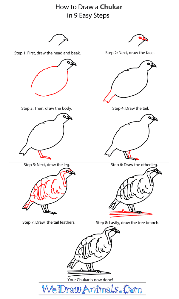 How to Draw a Chukar - Step-by-Step Tutorial