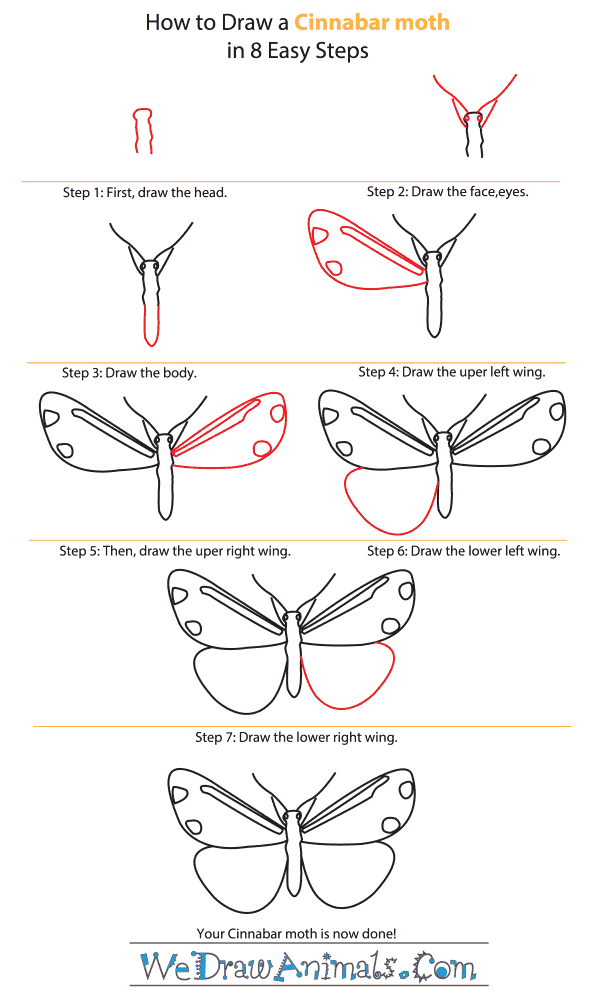 How to Draw a Cinnabar Moth - Step-by-Step Tutorial