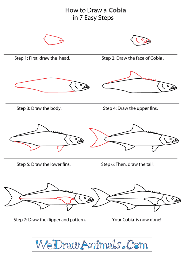 How to Draw a Cobia - Step-By-Step Tutorial