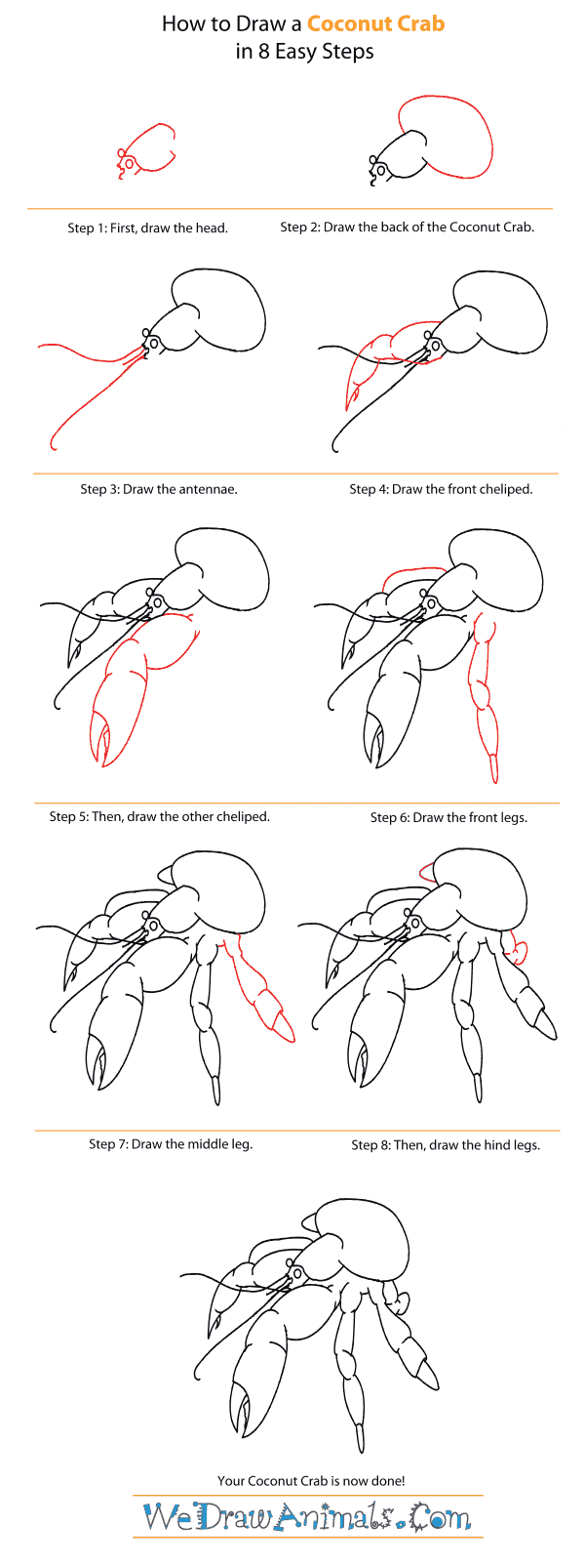How to Draw a Coconut Crab - Step-By-Step Tutorial
