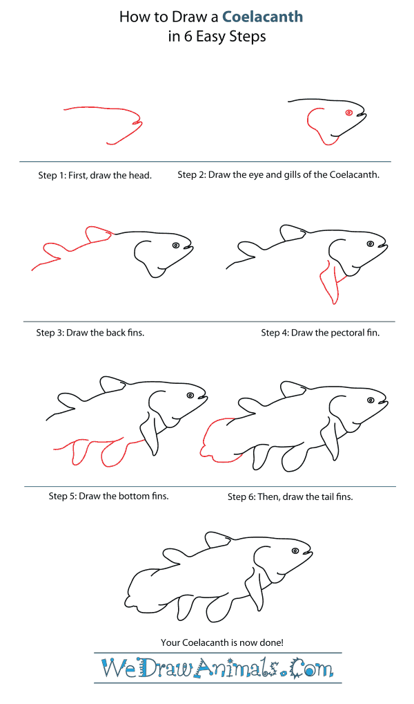 How to Draw a Coelacanth - Step-By-Step Tutorial