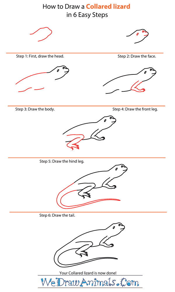 How to Draw a Collared Lizard - Step-by-Step Tutorial
