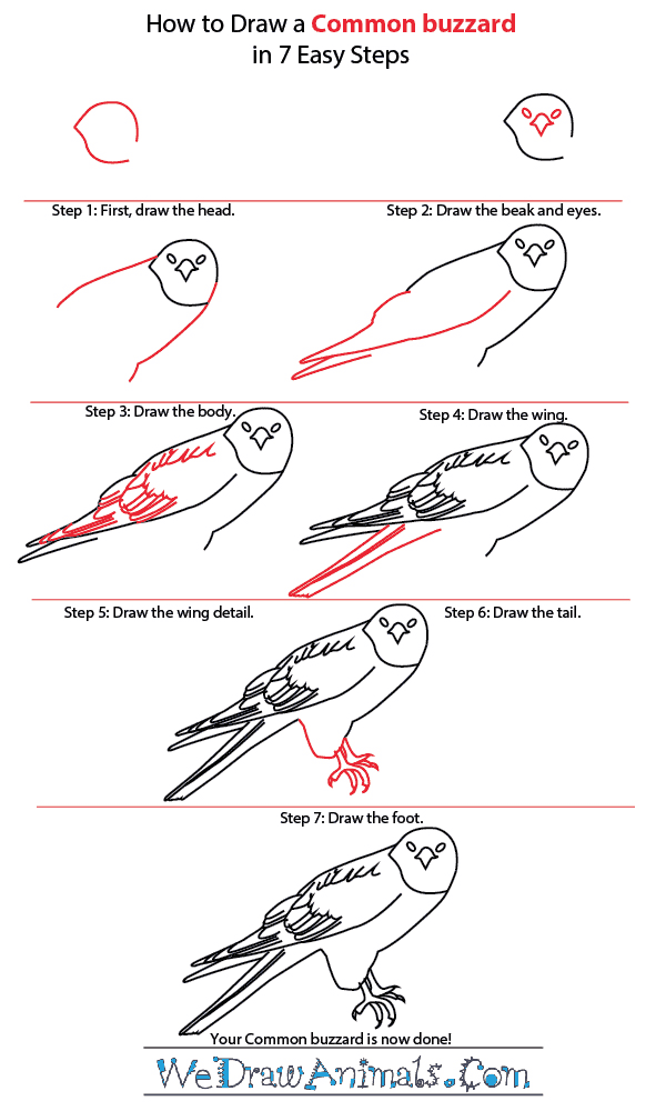 How to Draw a Common Buzzard - Step-by-Step Tutorial