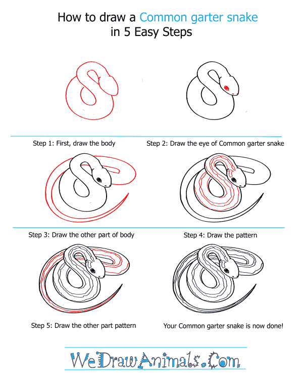 How to Draw a Common Garter Snake - Step-by-Step Tutorial