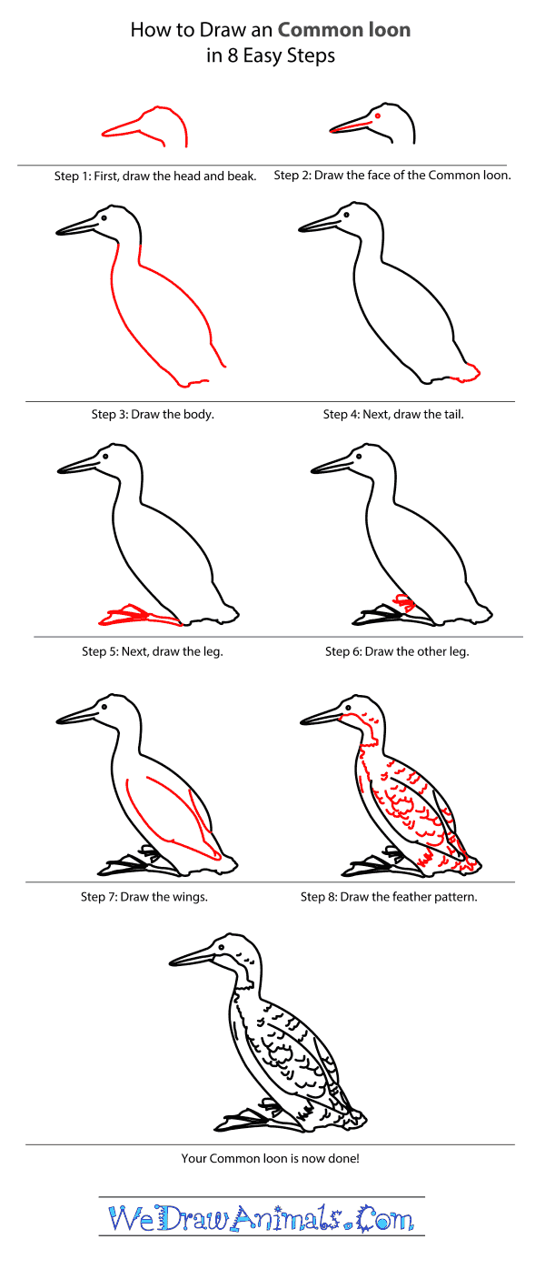 How to Draw a Common Loon - Step-by-Step Tutorial