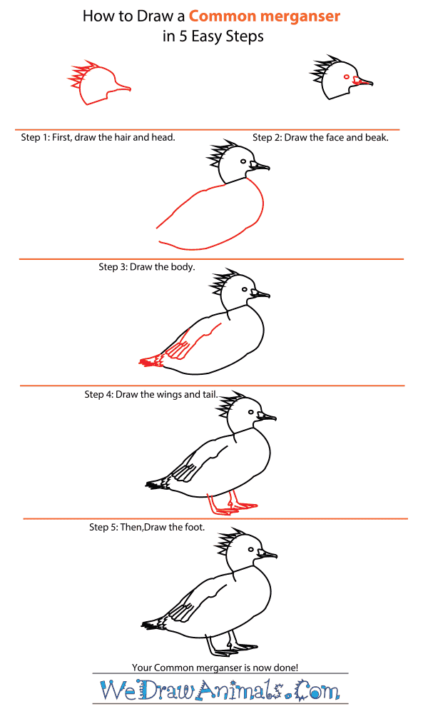 How to Draw a Common Merganser - Step-by-Step Tutorial