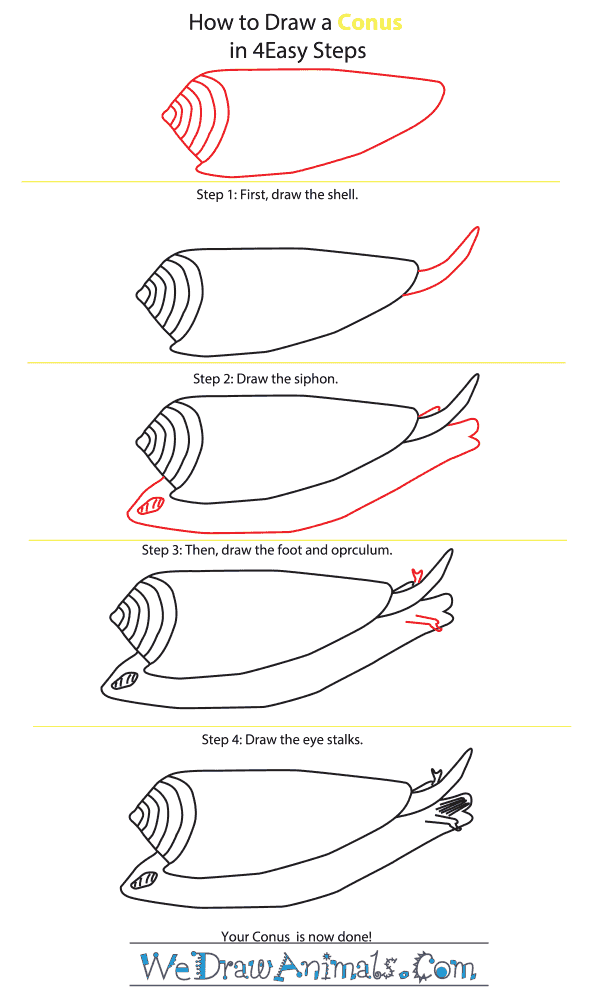 How to Draw a Conus - Step-By-Step Tutorial