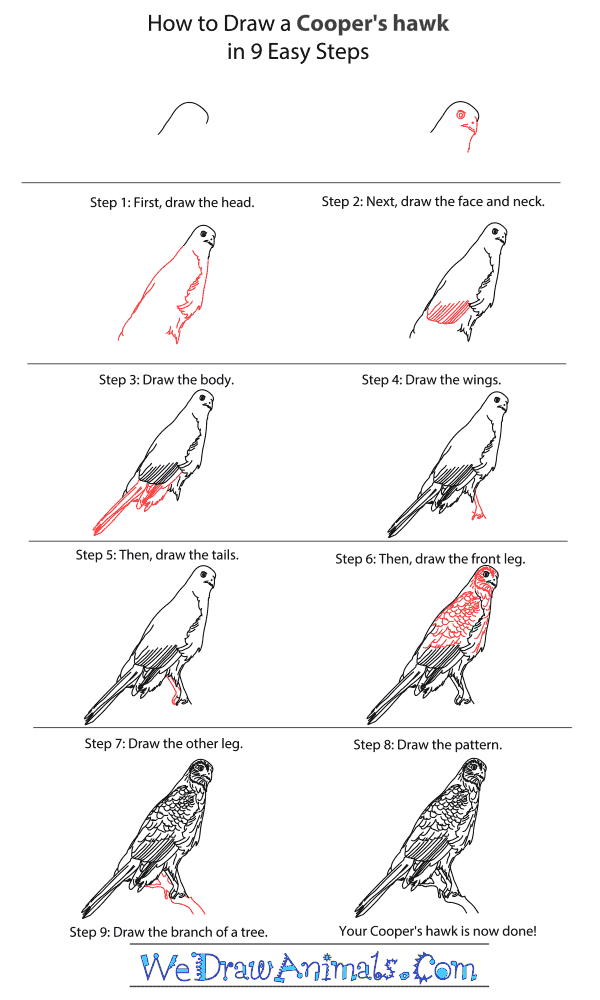 How to Draw a Cooper's Hawk - Step-By-Step Tutorial