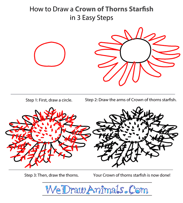 How to Draw a Crown Of Thorns Starfish - Step-by-Step Tutorial