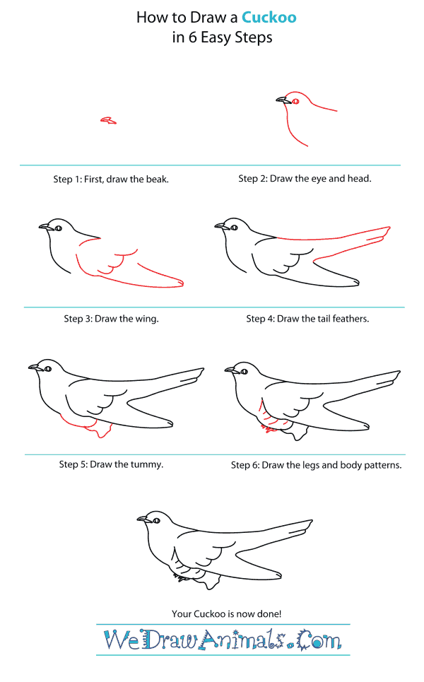 How to Draw a Cuckoo - Step-By-Step Tutorial