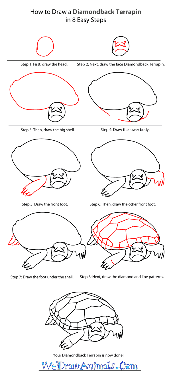 How to Draw a Diamondback Terrapin - Step-by-Step Tutorial