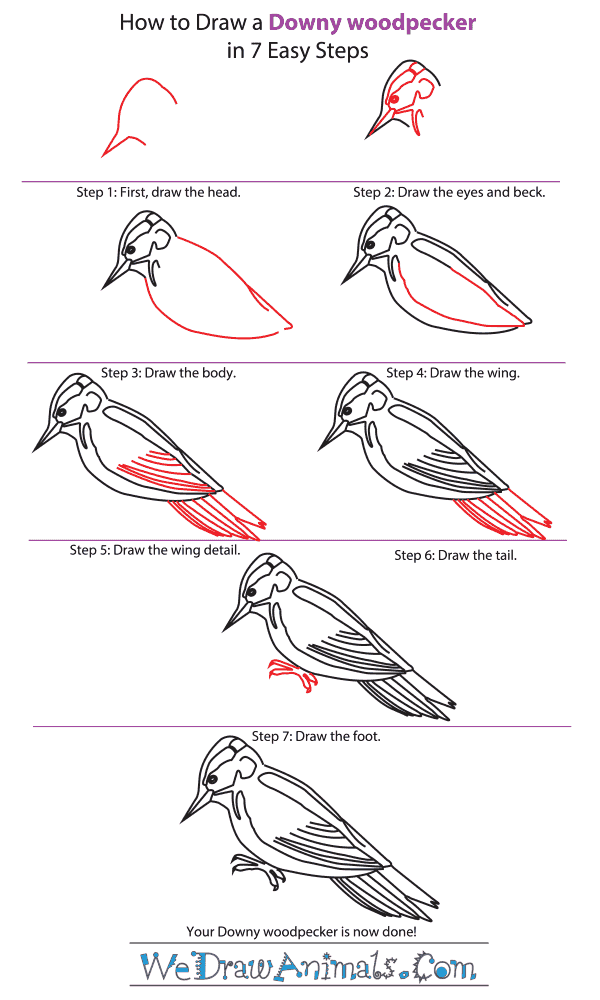 How to Draw a ﻿Downy Woodpecker - Step-by-Step Tutorial
