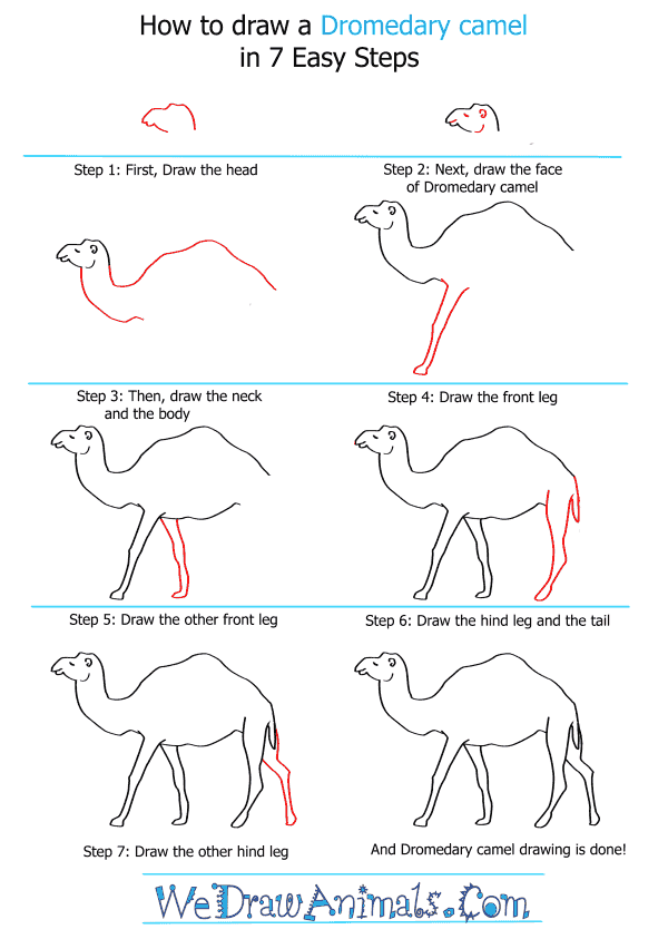 How to Draw a Dromedary Camel - Step-by-Step Tutorial