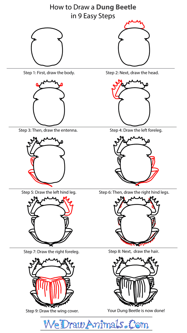 How to Draw a Dung Beetle - Step-By-Step Tutorial