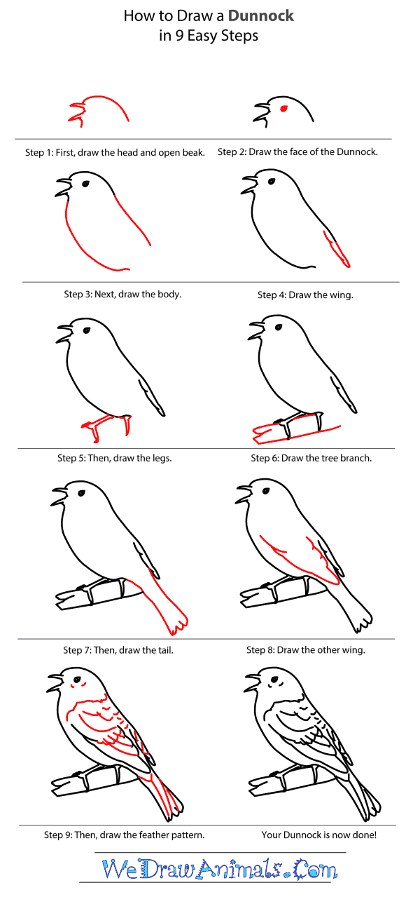 How to Draw a Dunnock - Step-by-Step Tutorial